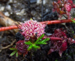 Actinotus gibbonsii