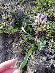 Scilla bifolia
