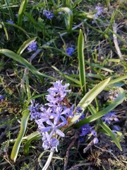 Scilla bifolia