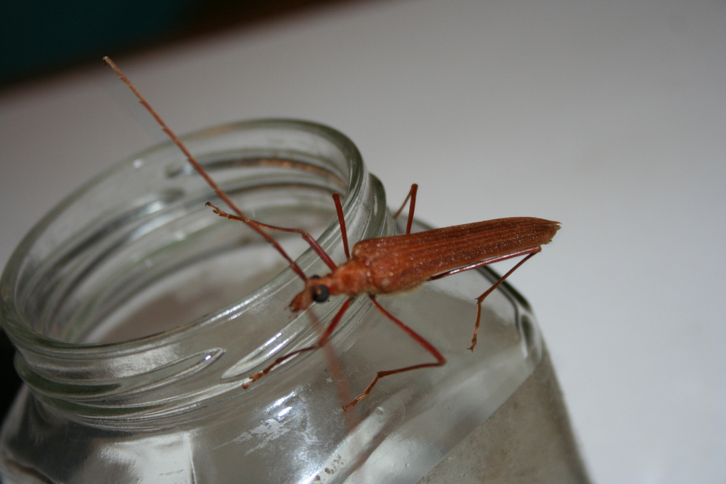Holopterus chilensis