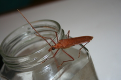 Proholopterus chilensis