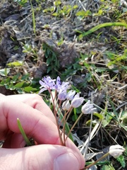 Scilla bifolia