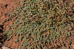 Euphorbia polycarpa polycarpa