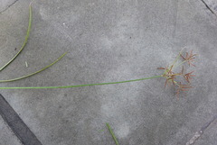 Cyperus flavidus flavidus