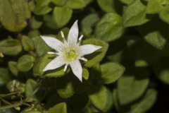 Orianthera serpyllifolia serpyllifolia