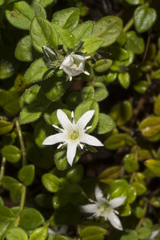 Orianthera serpyllifolia serpyllifolia