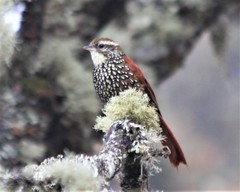 Margarornis squamiger