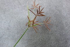 Cyperus flavidus flavidus