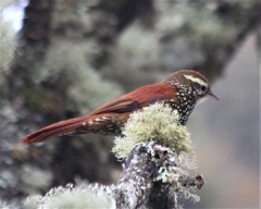 Margarornis squamiger