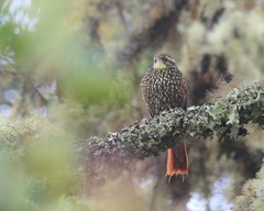 Margarornis squamiger
