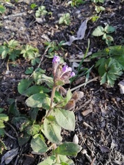 Pulmonaria officinalis