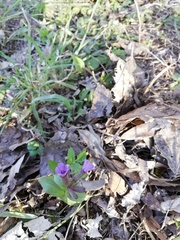 Pulmonaria officinalis
