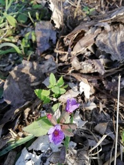 Pulmonaria officinalis