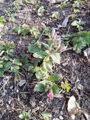 Pulmonaria officinalis