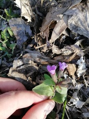Pulmonaria officinalis