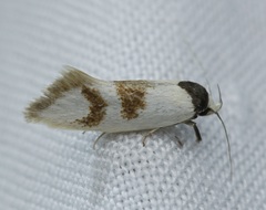 Antipterna trilicella