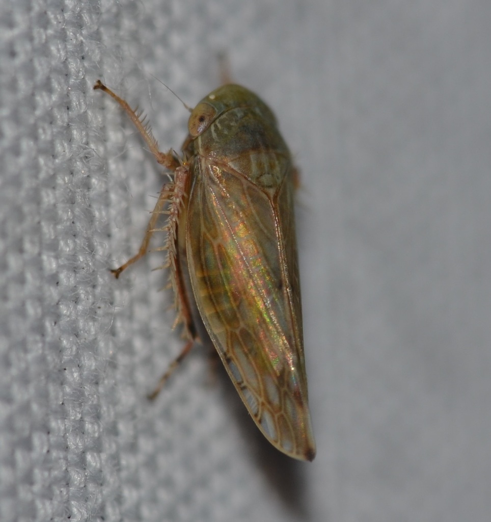angulate leafhopper