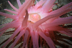 Cribrinopsis fernaldi
