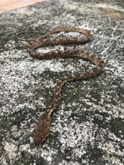 Leptodeira larcorum