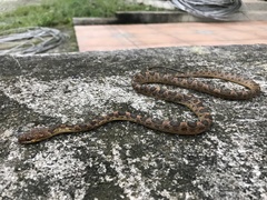 Leptodeira larcorum