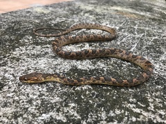 Leptodeira larcorum