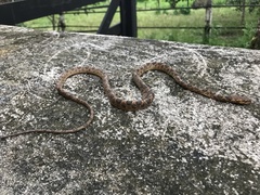 Leptodeira larcorum