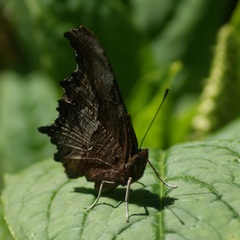 Polygonia haroldii