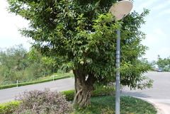 Ficus
