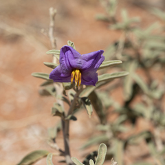 Solanum coactiliferum