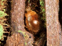 Adoxellus flavihirtus