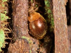 Adoxellus flavihirtus