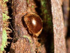 Adoxellus flavihirtus
