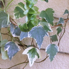 Hedera algeriensis