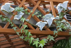 Hedera algeriensis