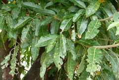 Ficus