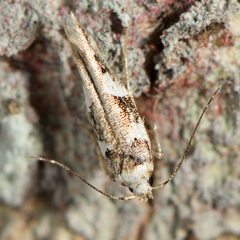 Pyroderces deamatella