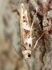 Pyroderces deamatella