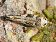 Pyroderces deamatella