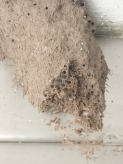 Trypoxylon