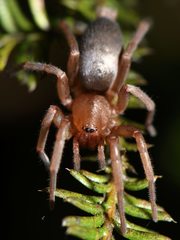 Hypodrassodes maoricus