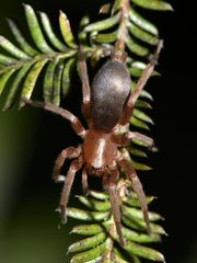 Hypodrassodes maoricus