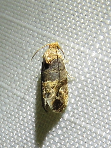 Grape Berry Moth photo 3