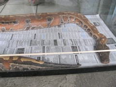 Python brongersmai