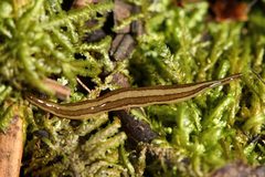Australopacifica mariae