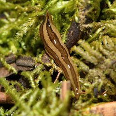 Australopacifica mariae