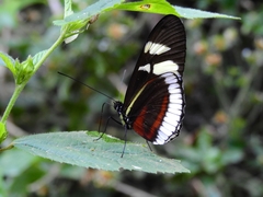 Heliconius cydno cydnides