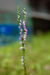 Spiranthes sinensis