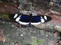 Heliconius cydno cydnides