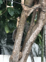 Sciurus variegatoides