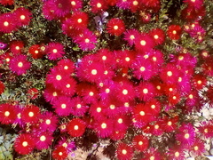 Lampranthus coccineus